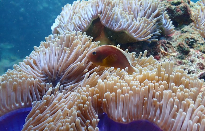 Anemone reef (2 dives)