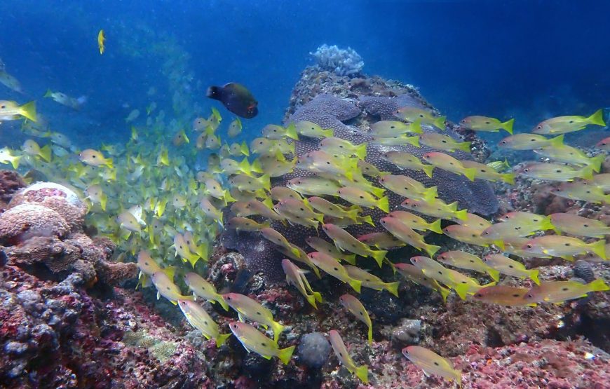 Phi Phi Islands (2 dives)