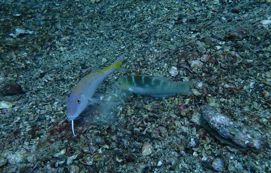 Phi Phi Islands (2 dives)
