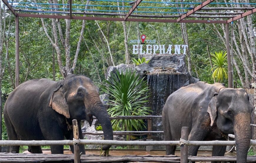 Elephant Care