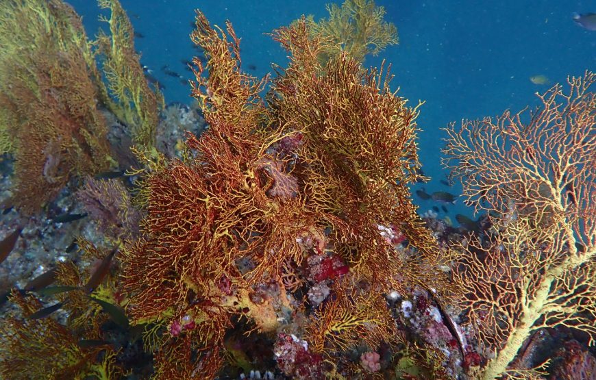 Anemone útes (2 ponory, 4 hodiny)