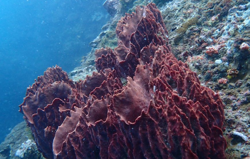Anemone útes (2 ponory, 4 hodiny)