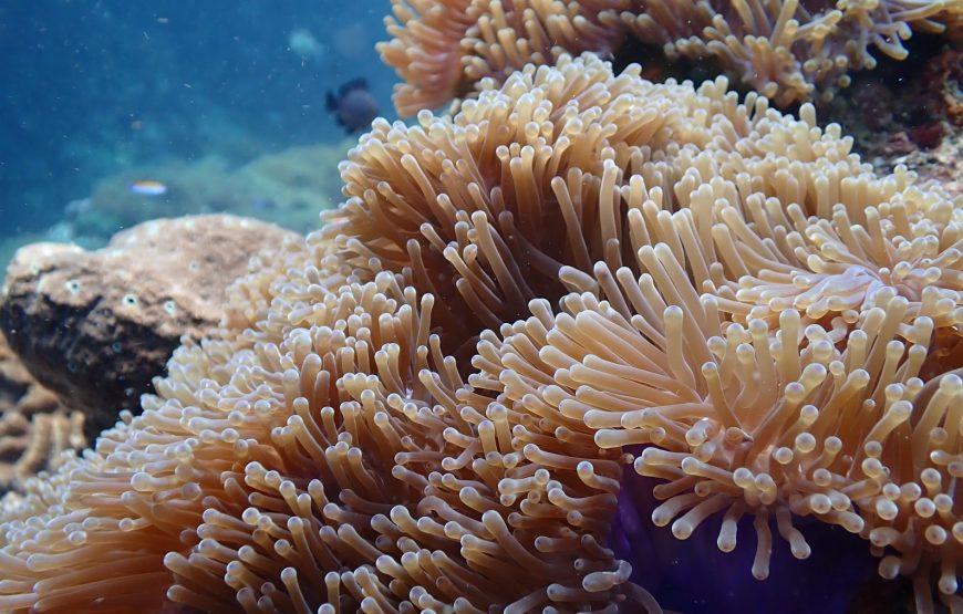 Anemone reef