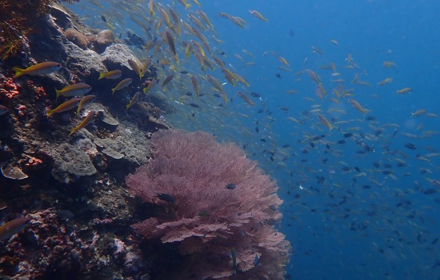 Anemone reef
