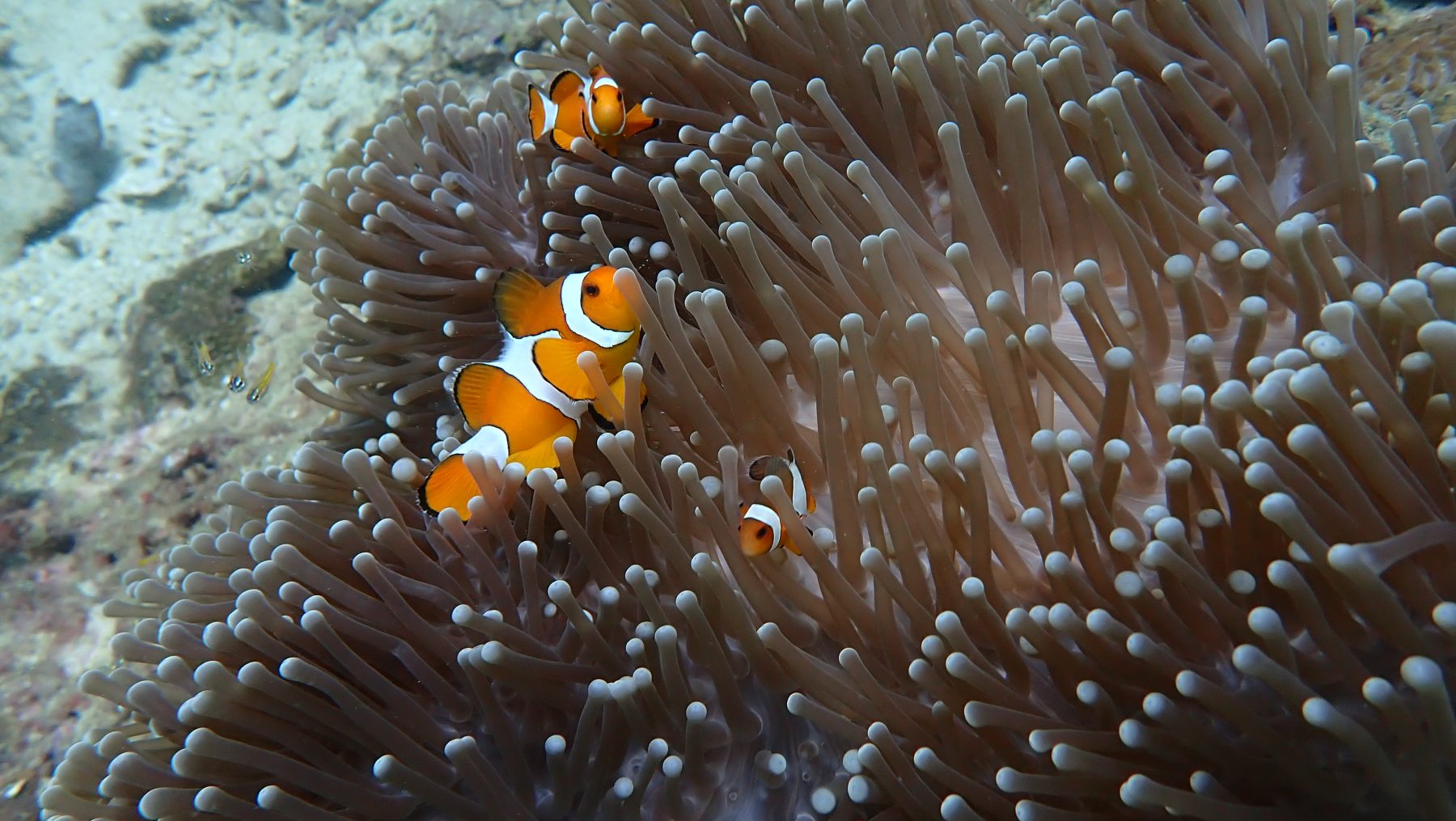 Clownfish on Anemone reef